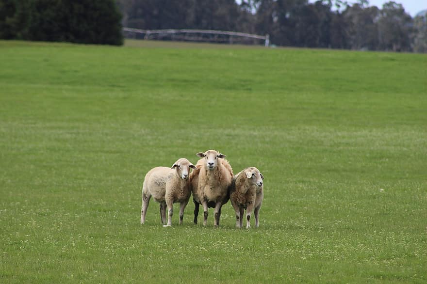 animais, ovelha, mamífero, Austrália, pecuária, lã, espécies