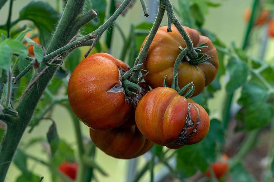 tomaten, moestuin, tomatenplant
