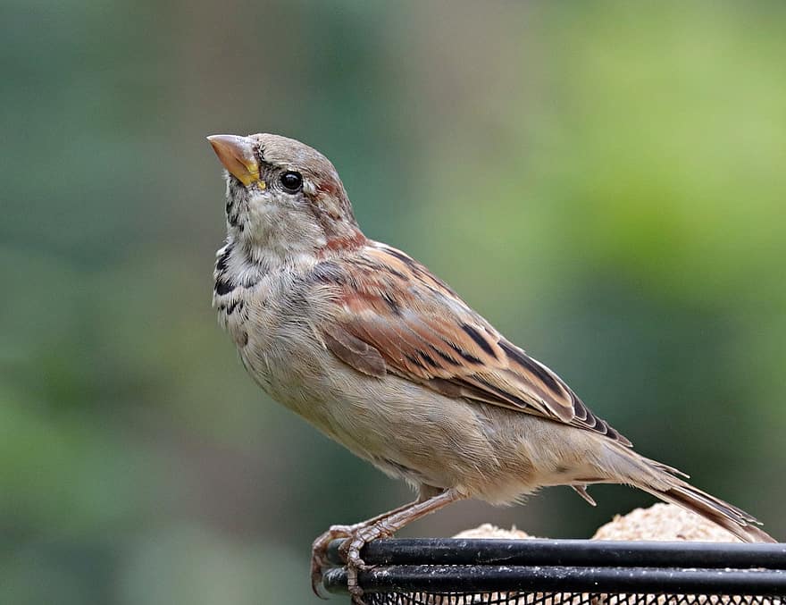 Bird, Sparrow, Perched, Feeder, House Sparrow, Ornithology, Avian, Feathers, Plumage, Nature