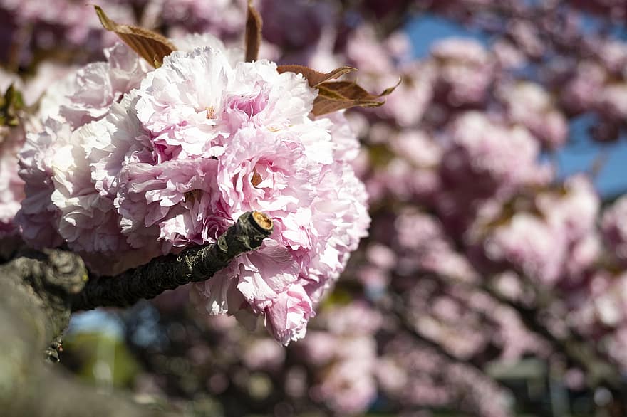 フラワーズ、桜の花、春、自然、花、咲く、季節の、閉じる、花弁、工場、フラワーヘッド