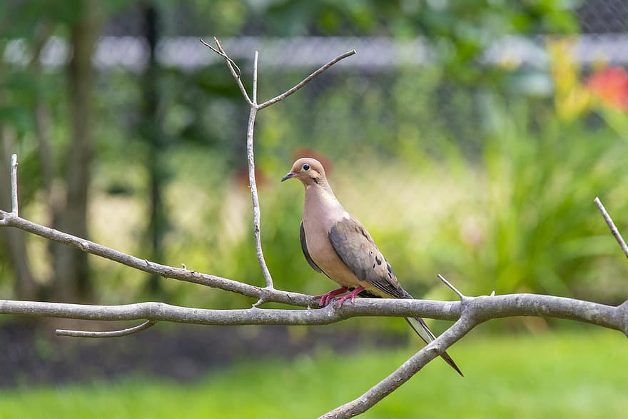 Dove, Bird, Branch, Perched, Perched Bird, Feathers, Plumage, Mourning Dove, Ave, Avian, Ornithology