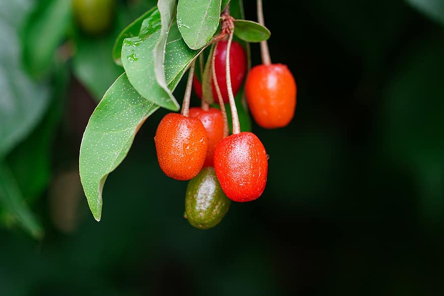Linden, Fruits, Tree, Plant, Cherry, Leaves, Branches, Organic, Nature, Garden, Closeup
