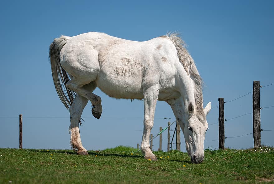 hest, hvit hest, beitemark, dyr av hestefamilien, pattedyr, Trekkdyr, gårdsdyr, hingst, hoppe, gård, gress
