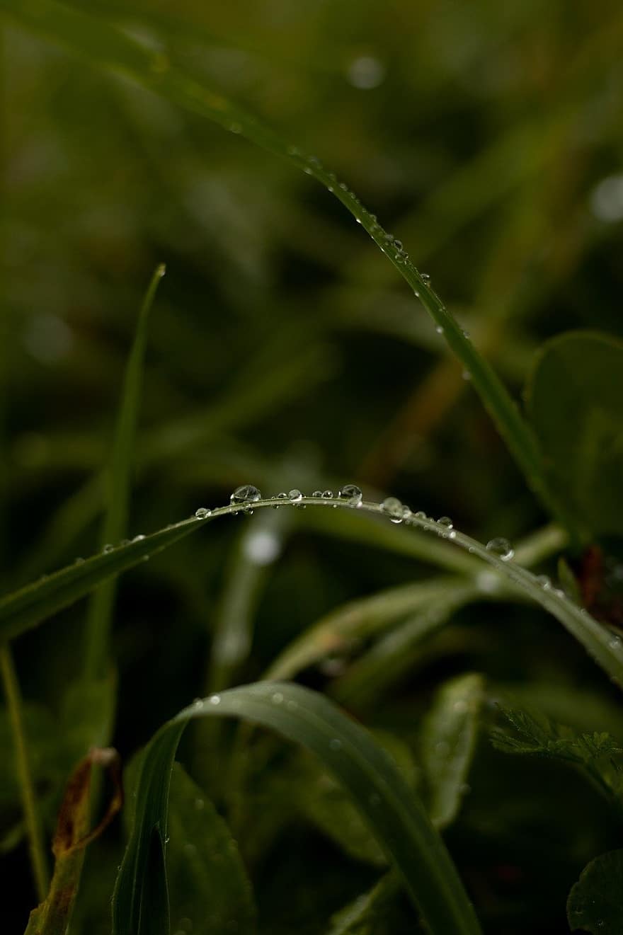 krople deszczu, trawa, źdźbła trawy, zielony kolor, zbliżenie, roślina, liść, upuszczać, makro, świeżość, lato