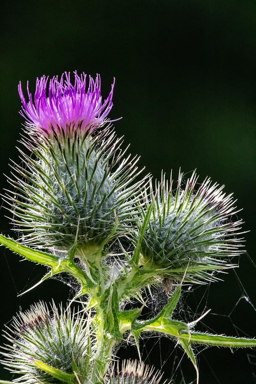 Thistle, Plant, Nature, Flower, Summer, Prickly, Weed, Purple, Flora, Natural, Bloom