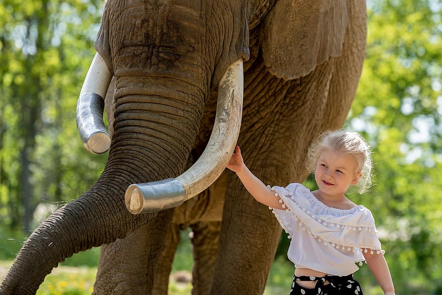 elefánt, lány, emlős, állat, barátság, gyermek, emberi, aranyos, mosolygás, család, móka