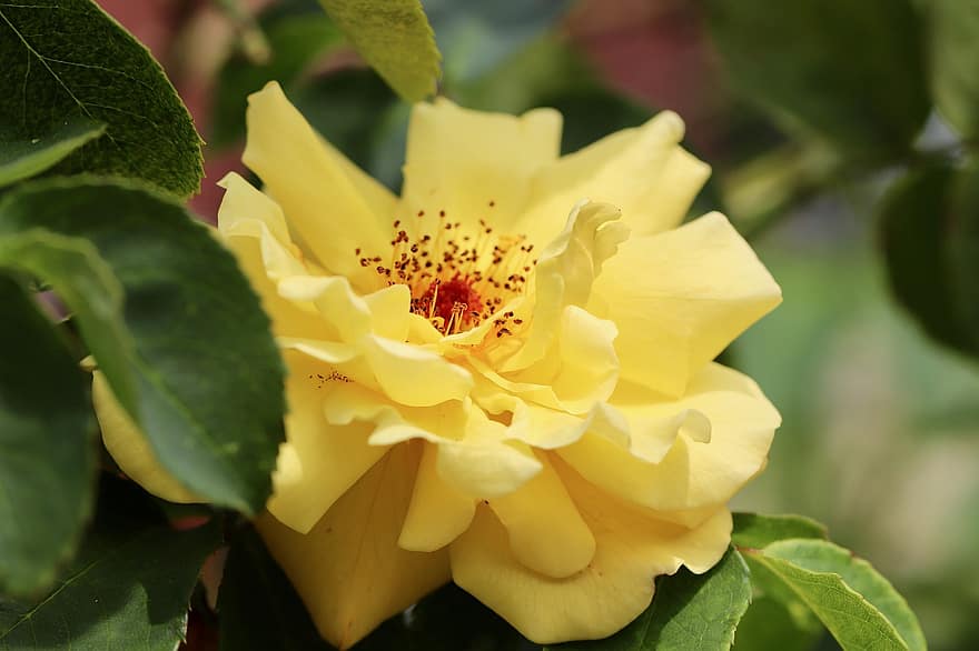 Rose, Rose Bloom, Golden Yellow, Yellow, Blossom, Bloom, Bush Rose, Summer, Flora, Plant, Petals