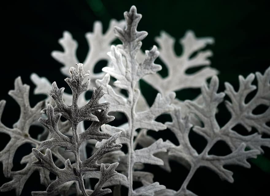 Silver Ragwort, odchodzi, roślina, monochromia, listowie, Natura