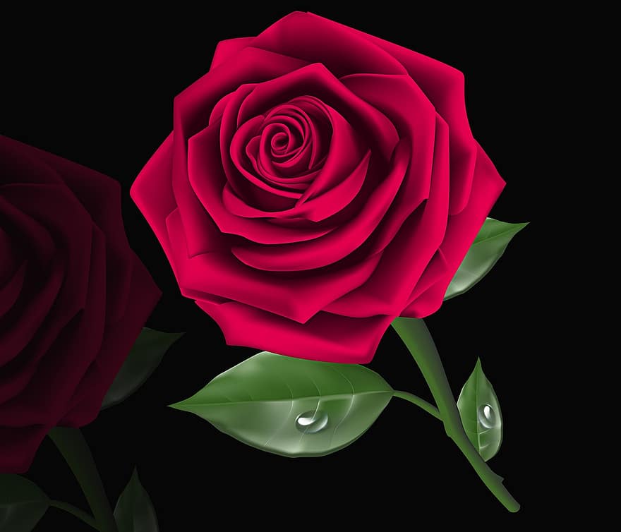 Rosa, Flower, Love, Petal, Floral, Flowers, Black Background, Pink Violet, Romantic