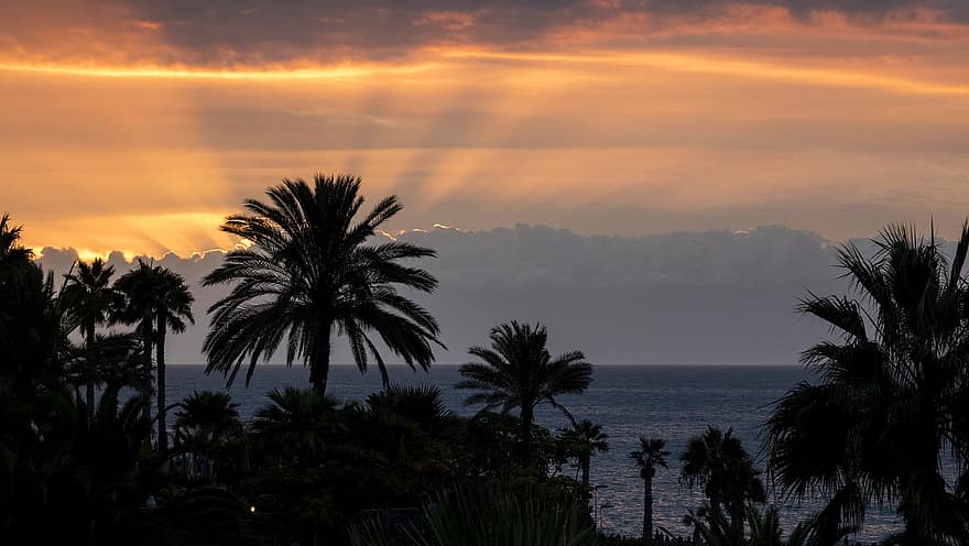 खजूर के पेड़, सूर्य का अस्त होना, समुद्र, गोधूलि बेला, Tenerife, छुट्टियों, प्रकृति, ताड़ का पेड़, उष्णकटिबंधी वातावरण, गर्मी, रवि