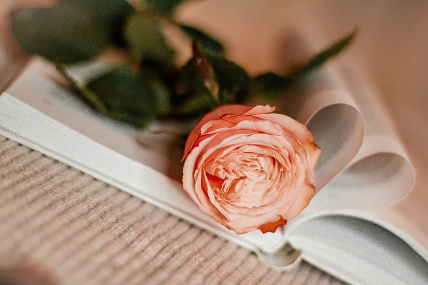 Rosa, flor, libro, día de San Valentín, regalo, educación, romance, de cerca, amor, pétalo, hoja