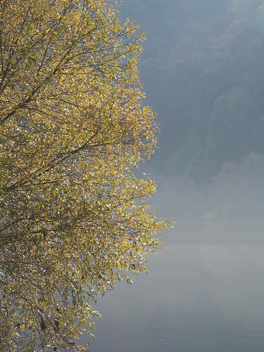 moselle, arbre, brouillard, feuillage, rivière