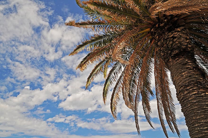palma, tropický, nebe, mraky, Příroda, venku, strom, letní, modrý, list, tropické klima
