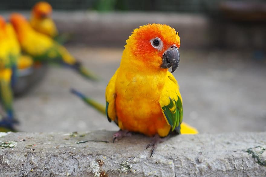 papagáj, madár, tollak, tollazat, napellenző, színes, csőr, szárnyak, Aratinga, solstit, állatok