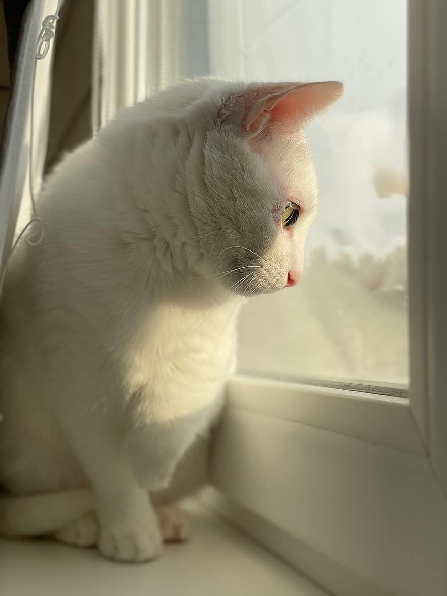 kedi, Evcil Hayvan, pencere, Beyaz kedi, hayvan, ev kedisi, memeli, sevimli, portre, кот, окно