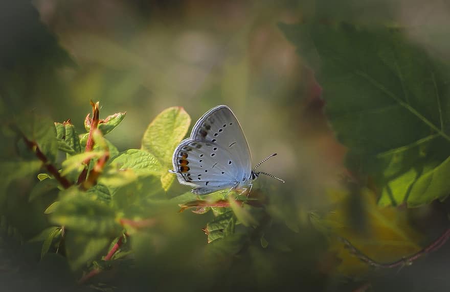 sommerfugl, insekt, natur, makro, sommer, vinger, sommerfugle, blad, Blå Arigade