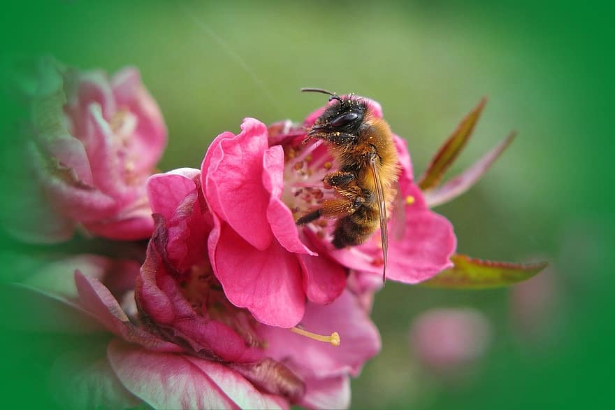 蜂、花、桃の花、マクロ、昆虫、ミツバチ、咲く、工場、自然