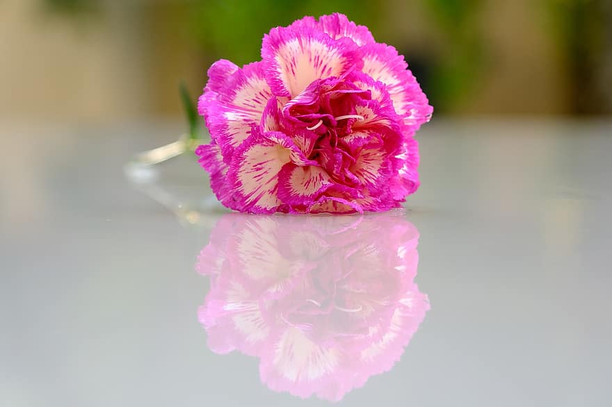 floare, carnație, reflecţie, petale, floare roz, roz garoafa, roz petale, a inflori, inflori, floră