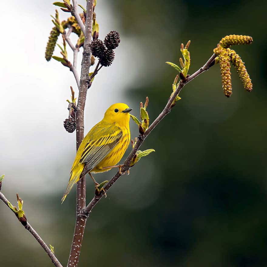 warbler kuning, burung, hewan, margasatwa, bulu burung, cabang, bertengger, alam, mengamati burung, merapatkan, paruh