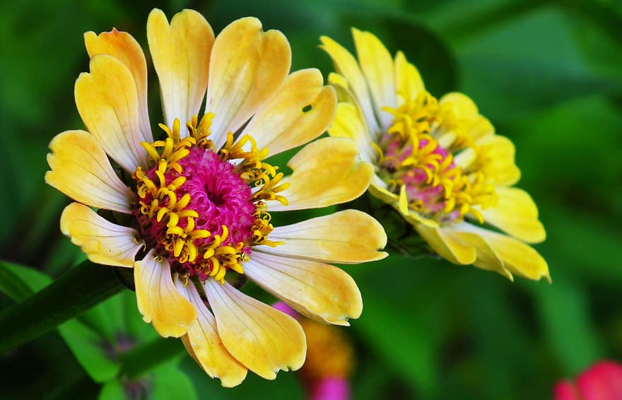 zinnias, цветя, наблизо, жълти цветя, жълти венчелистчета, нектар, цветен прашец, разцвет, цвят, флора, цветарски