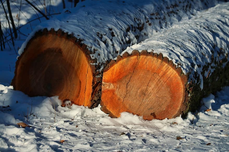 drzewo, dzienniki, śnieg, śnieżny, zimowy, szron, mróz, mroźny, zimno, drewno, drewno zimowe