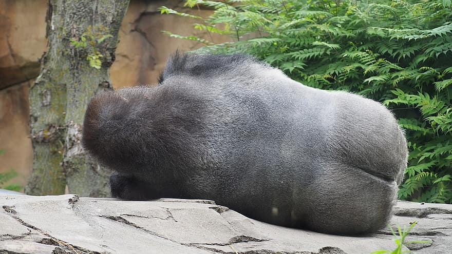 gorilă, gorilă de dormit, dormit, gorilla butt, îmbinare, maimuţă, dormi, odihnă, Africa, sălbatic, masculin
