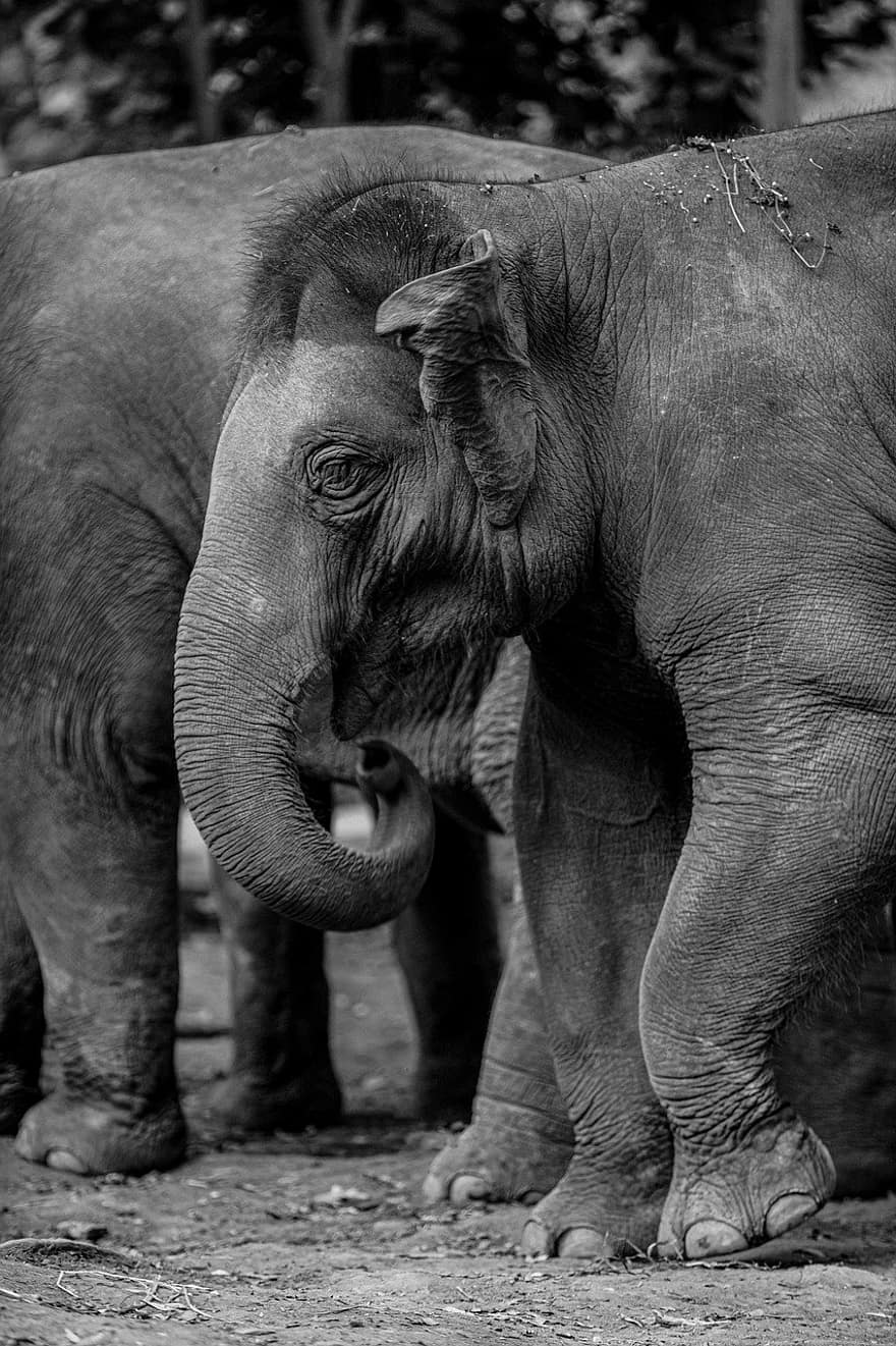 ελέφαντες, των ζώων, θηλαστικά, pachyderms, μεγάλα ζώα, ΖΩΟΛΟΓΙΚΟΣ ΚΗΠΟΣ, Μεγάλα θηλαστικά, Αφρική, φύση, σαφάρι, ζωικού κόσμου