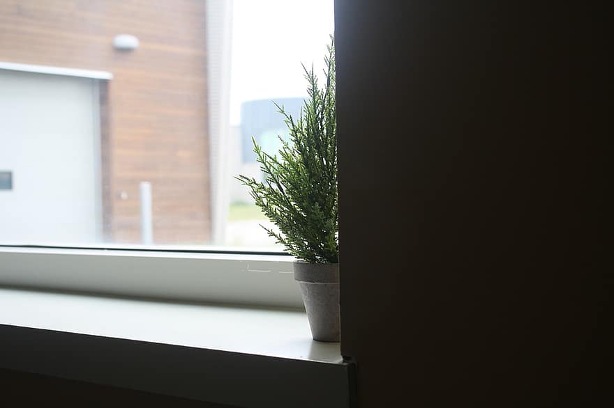 plantă, Ghiveci, fereastră, pervaz, planta in ghiveci, planta falsă, plantă de casă