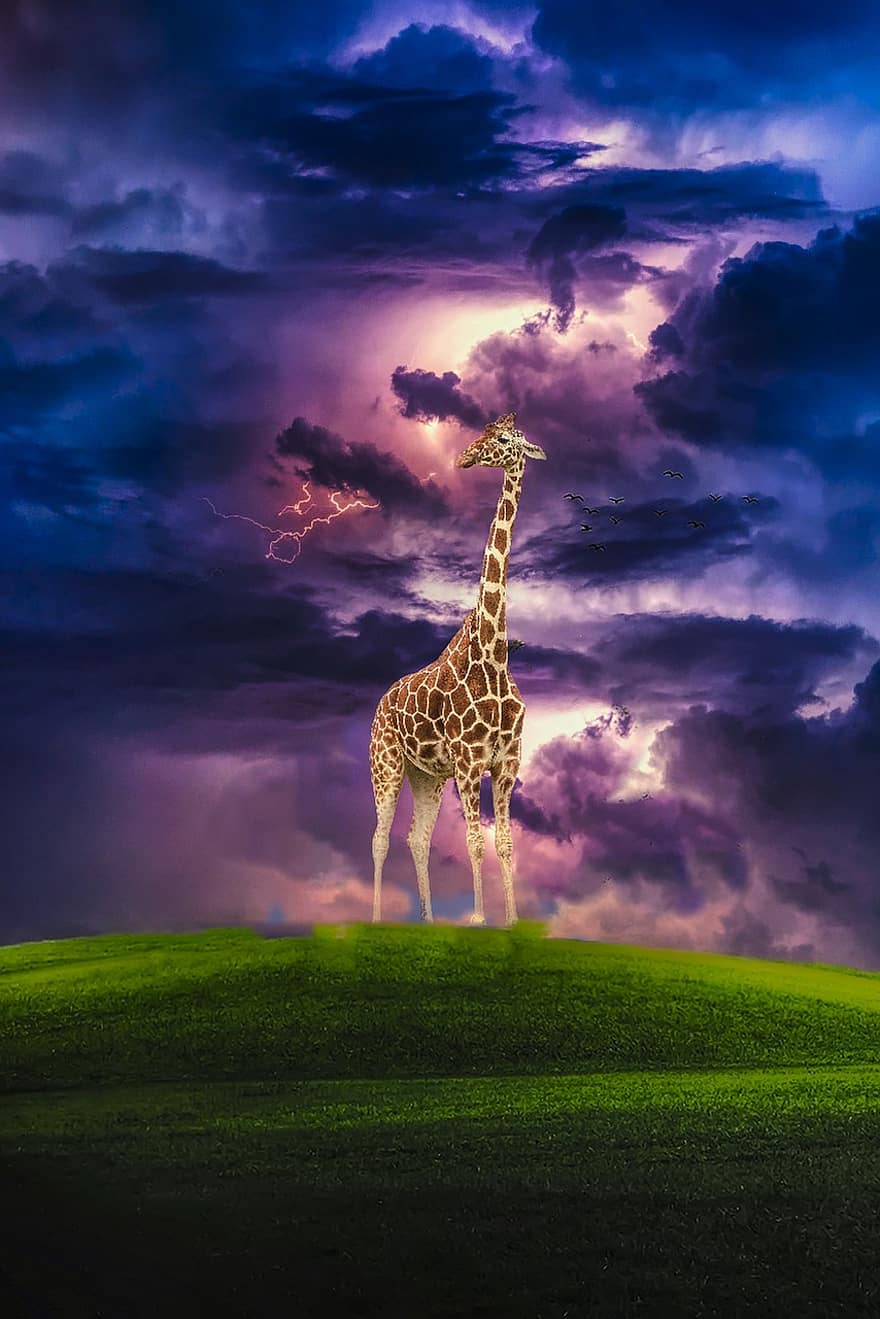 giraffa, prato, collina, animale, mammifero, animale selvaggio, natura, natura selvaggia, nuvole scure, safari, savana