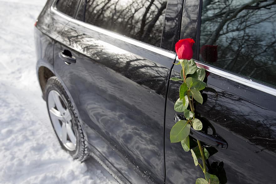 coche, Rosa, flor, floración, transporte, nieve, de cerca, vehículo terrestre, invierno, temporada, hielo