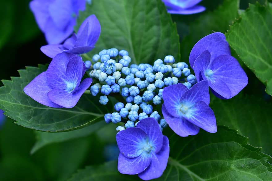 hortensia, lilla, Pre Bloom, hage, blomster, natur, blå, naturlig, petal, sommer, skjønnhet