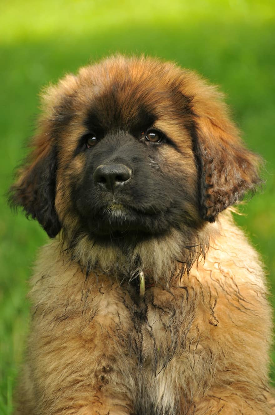 Leonberger, câine, cățeluș, canin, bebelus, animal de companie