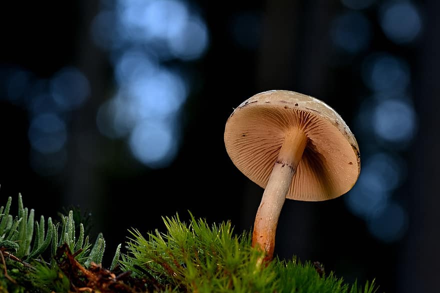 Mushroom, Moss, Forest, Toadstool, Fungus, Nature, Bokeh