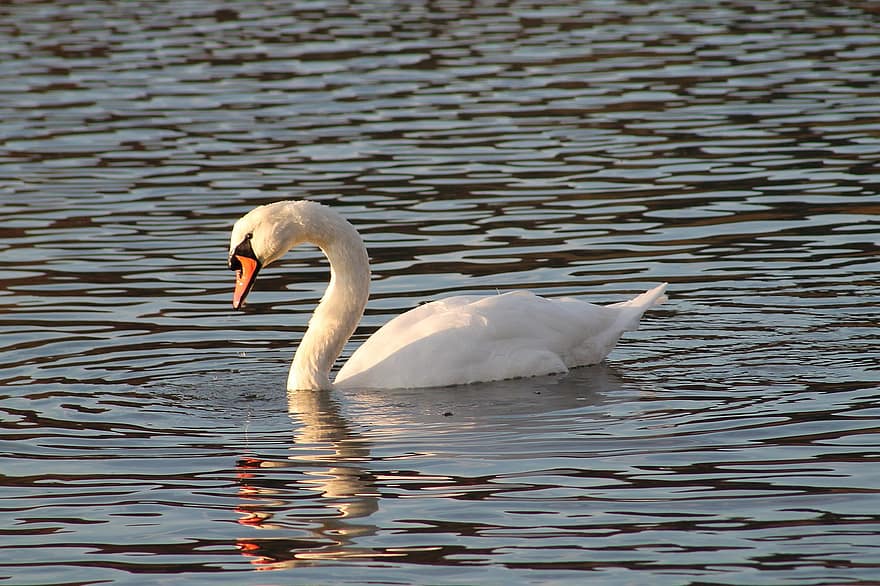 Swan, Lake, River, Feathers, Plumage, Young, Long Jibe, Waterfowl, Water Bird, Bird, Bird Watching