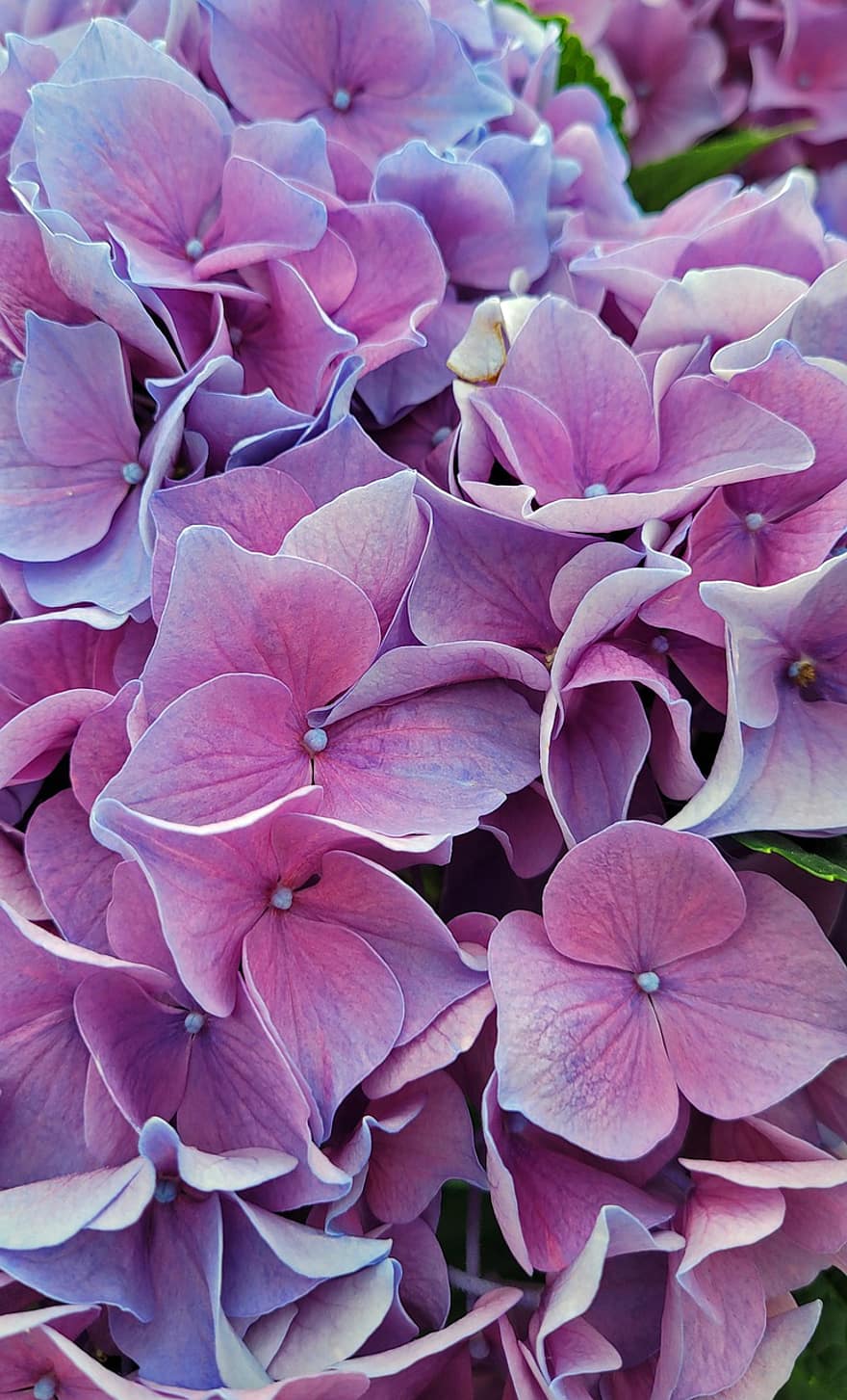 hortensie, flori, grădină, violet flori, violete petale, petale, a inflori, inflori, floră, plantă, natură