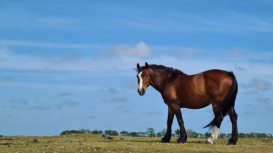 zirgi, ganības, saimniecības pagalms, Nīderlande, raksturs, zirgs, saimniecība, lauku ainas, ērzelis, zāli, ķēve