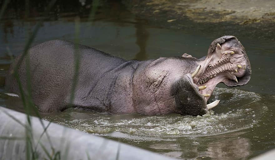 Hipotamus, Hippo, mlaştină, înot, împrejmuire, dantură, mușca, animal, animale în sălbăticie, dinți de animale, apă