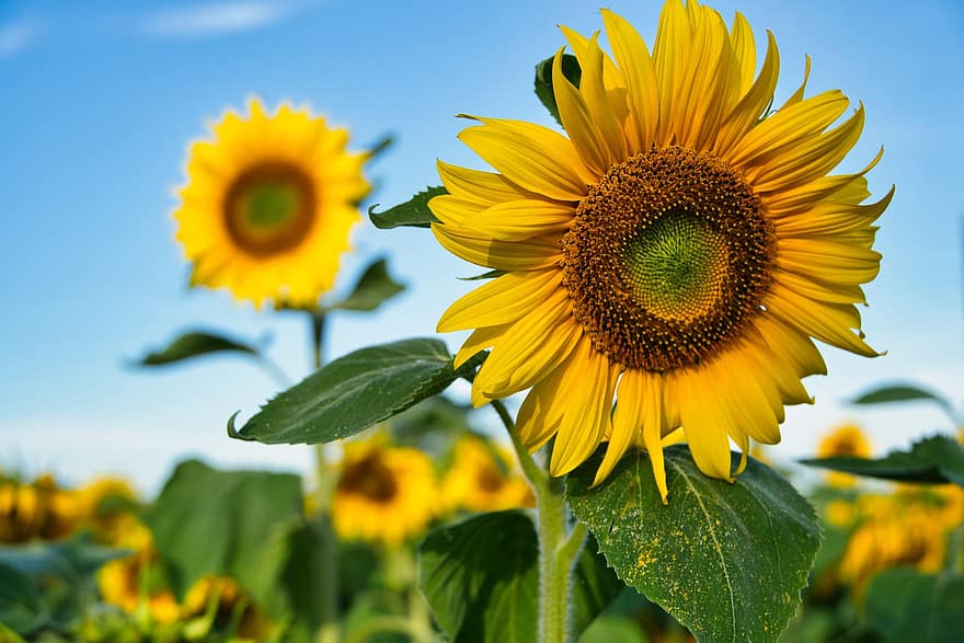 слънчоглед, жълт, лято, сутрешна разходка, слънчогледово поле, цвете, цвят, разцвет, природа, наблизо, растение