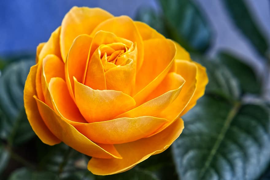 rose, blomst, gul rose, gul blomst, petals, gule kronblader, blomstre, natur, flora, anlegg