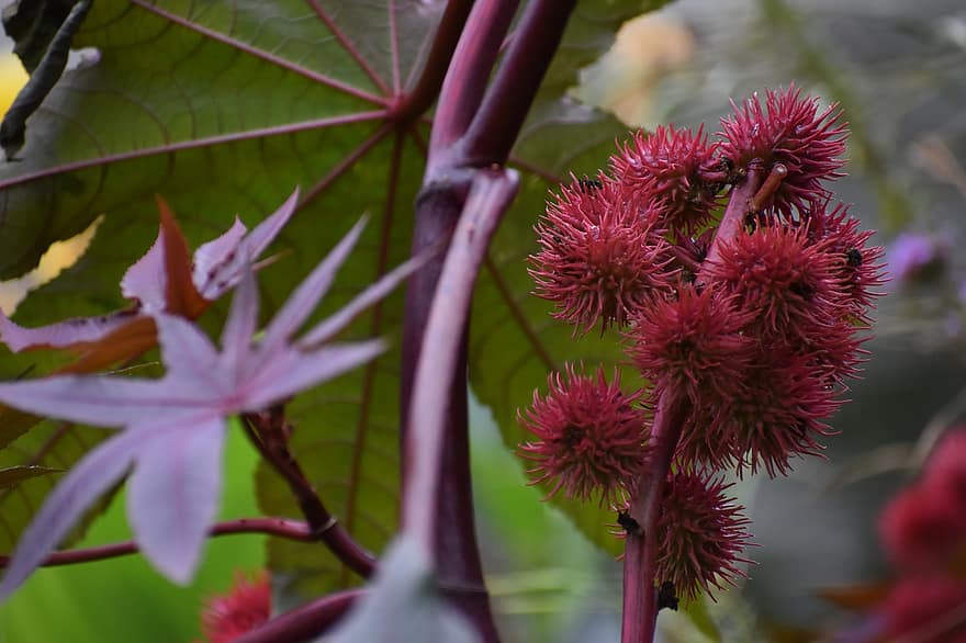 Castor Oil Plant, Fruits, Branch, Seeds, Seed Capsules, Spikes, Prickly, Leaves, Tree, Plant, Nature
