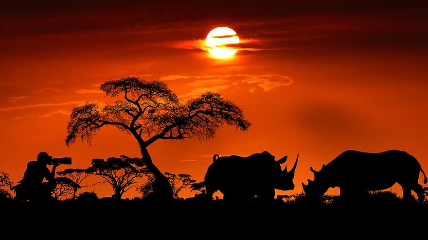 západ slunce, nosorožec, divoký, nebe, barvitý, roh, krajiny, slunce, stromy