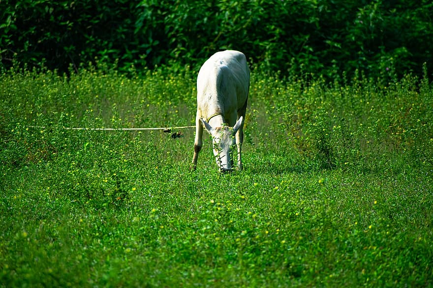 Cow, Grazing, Pasture, Grass, Landscape, Village, Farm, Nature, Animal, Indian Village, rural scene