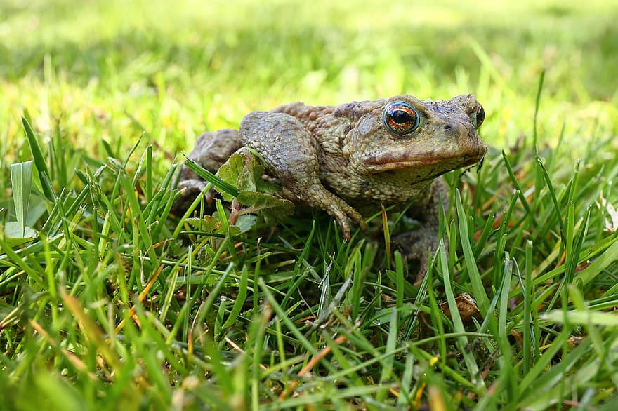 Toad, Animal, Meadow, Common Toad, Bufo Bufo, Amphibian, Wildlife, Grass, Nature