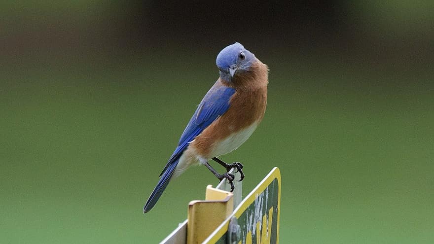 bluebird, fugl, dyr, næb, tæt på, fjer, et dyr, dyr i naturen, blå, multi farvet, grøn farve
