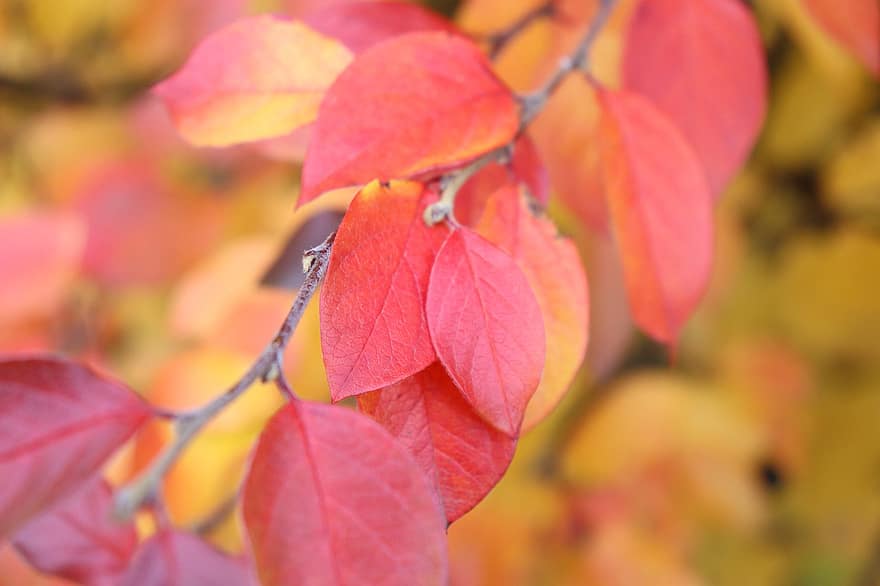 الخريف ، اوراق اشجار ، أوراق الشجر ، اوراق الخريف ، أوراق الخريف ، فصل الخريف ، سقوط ورق النبتة