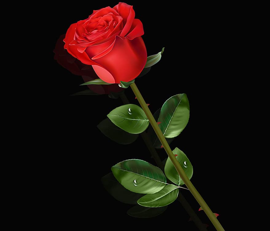 flor, hoja, rosa, planta, naturaleza, fondo negro, Rosa roja, gotas