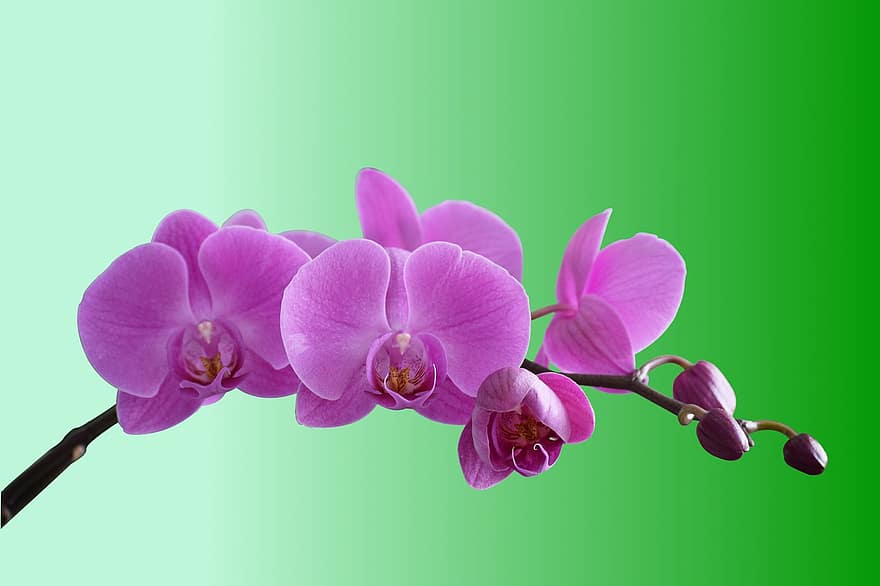 orkideer, blomster, anlegg, knopper, petals, lilla blomster, blomst, blomstre, hage, natur, dekorative
