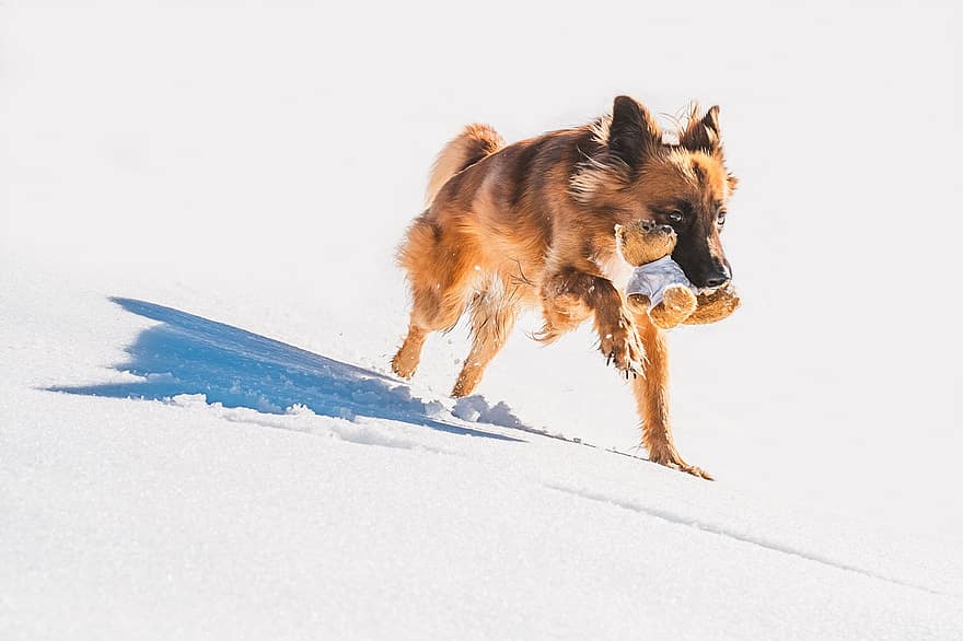 hund, leker i snön, leker utomhus, hund-, sällskapsdjur, vinter-, snö, utomhus, husdjur, söt, renrasad hund