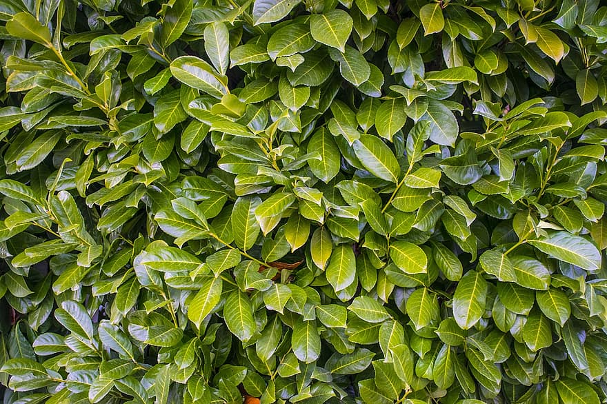 Plant, Wall, Green, Leaves, Leaf, Oleander, Outdoor, Nature, Background, green color, backgrounds