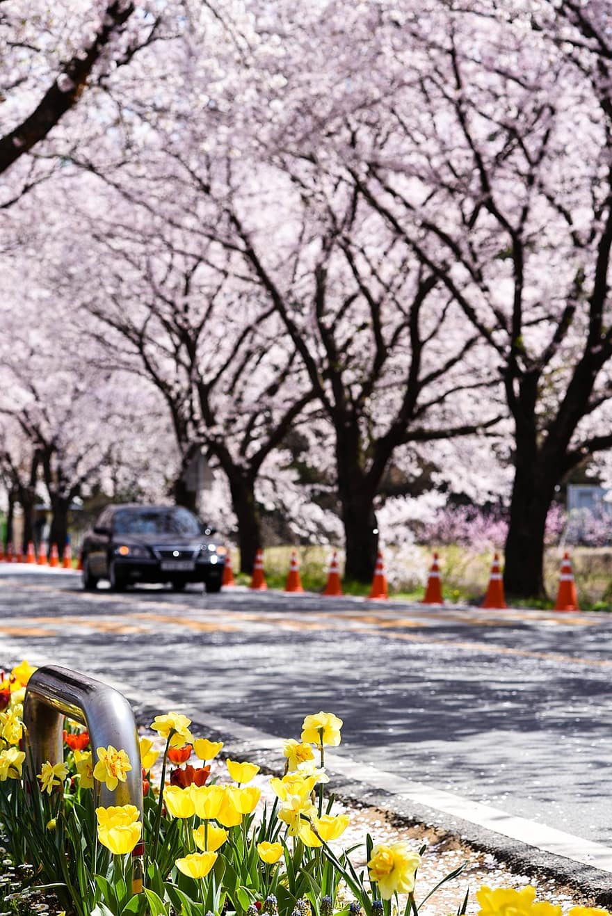 Цветение вишни, цветок, Корея, весна, апрель, ботаника, сезонное, Дорога, автомобиль, желтый, цвести